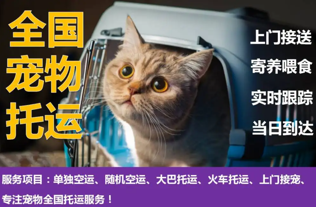 美國(guó)專線 美國(guó)貨運(yùn)專線 去美國(guó)dpd專線 中國(guó)至美國(guó)專線專線要多久 黃石到美國(guó)專線專線 美國(guó)搬家專線 美國(guó)進(jìn)口專線 美國(guó)專線發(fā)票裝箱單如何填 美國(guó)運(yùn)輸專線 快遞美國(guó)專線 物流美國(guó)專線 美國(guó)專線可以寄煙 美國(guó)專線快遞單號(hào)查詢 美國(guó)專線服務(wù) 美國(guó)專線價(jià)格表 深圳到美國(guó)快遞專線 美國(guó)快遞專線快遞查詢 澳洲美國(guó)新西蘭專線 美國(guó)海運(yùn)雙清專線、美國(guó)貨代公司、美國(guó)以什么運(yùn)輸為主、中國(guó)美國(guó)海運(yùn)、美國(guó)專線專線、美國(guó)專線物流、美國(guó)專線的物流公司、美國(guó)專線小包、美國(guó)專線空派、美國(guó)專線海運(yùn)、美國(guó)專線國(guó)際物流、美國(guó)專線物流費(fèi)用、美國(guó)專線基本知識(shí)、美國(guó)專線推薦、美國(guó)專線地址不完整